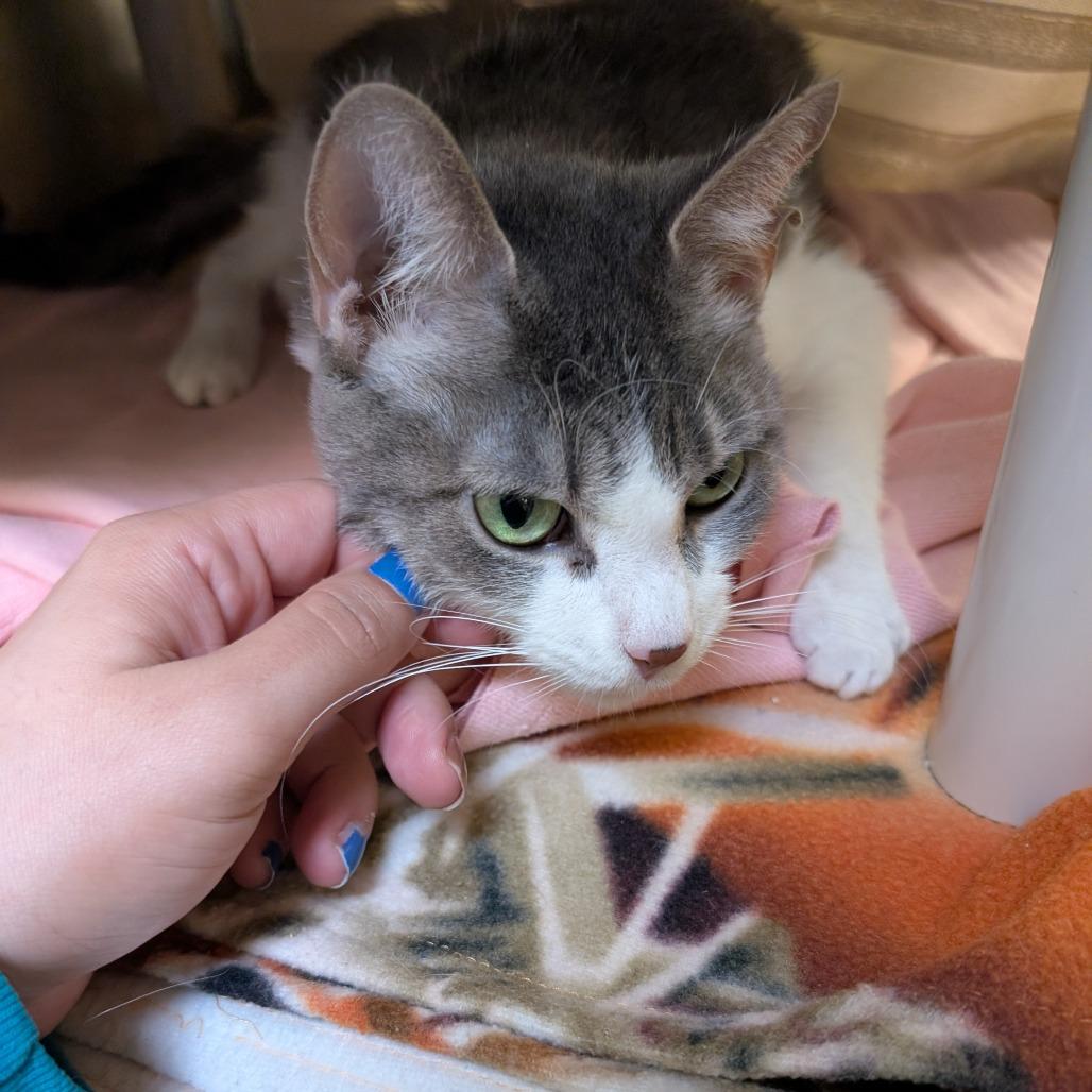 Enlarge Shania, a Adoptable Domestic Short Hair in York, PA image 2/5