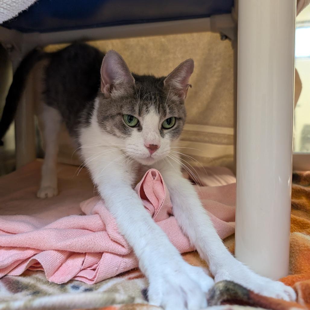 Enlarge Shania, a Adoptable Domestic Short Hair in York, PA image 4/5