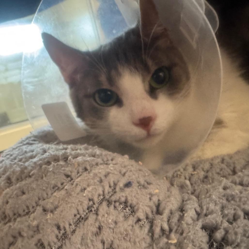 Enlarge Shania, a Adoptable Domestic Short Hair in York, PA image 5/5