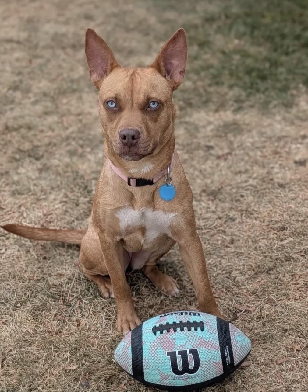 Enlarge Dora, a ADOPTABLE mixed breed in Commerce City, CO image 1/6