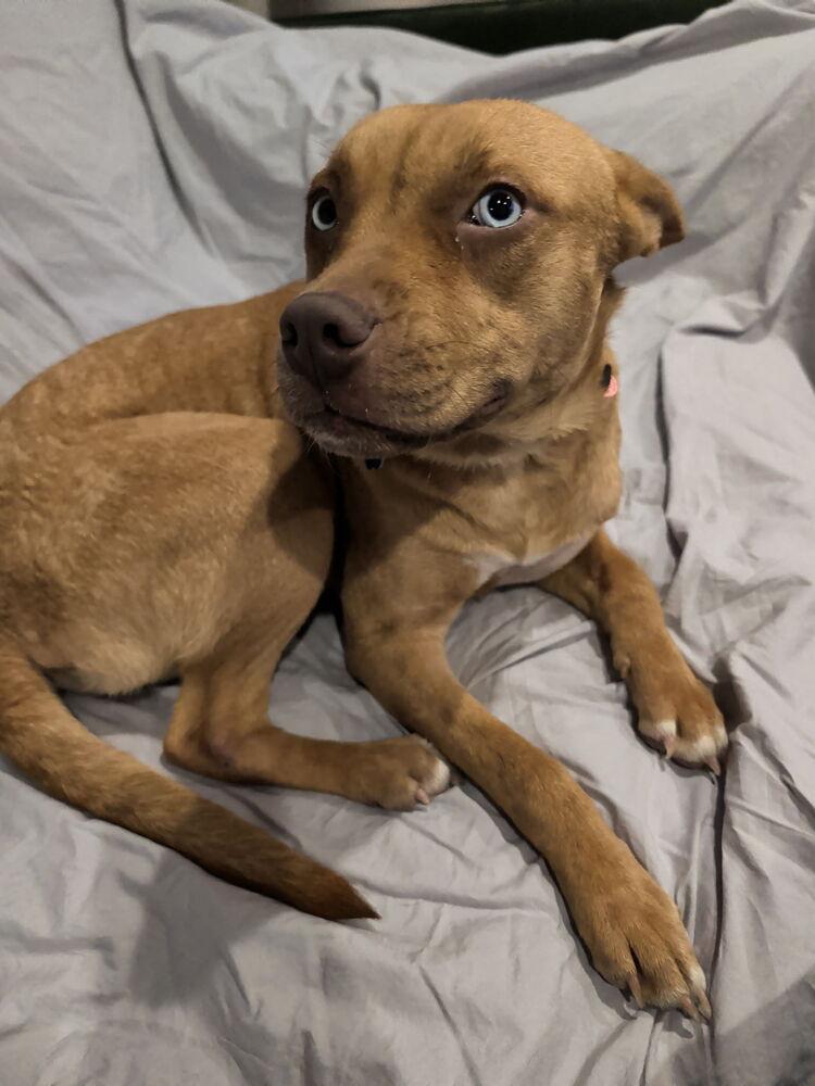 Enlarge Dora, a ADOPTABLE mixed breed in Commerce City, CO image 4/6