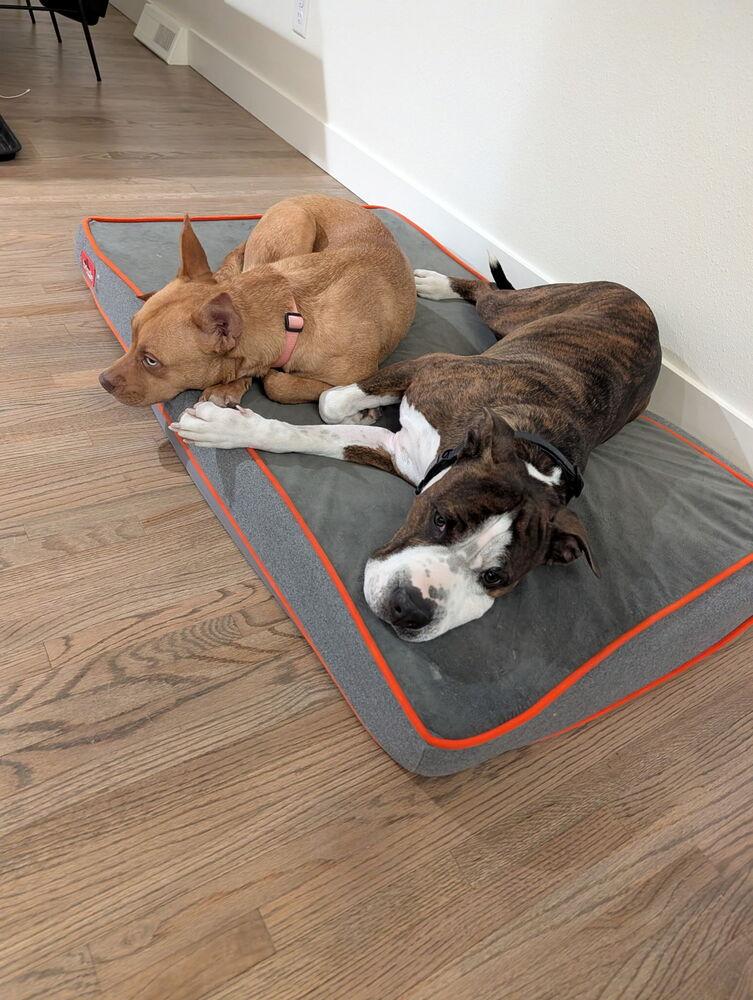 Enlarge Dora, a ADOPTABLE mixed breed in Commerce City, CO image 6/6