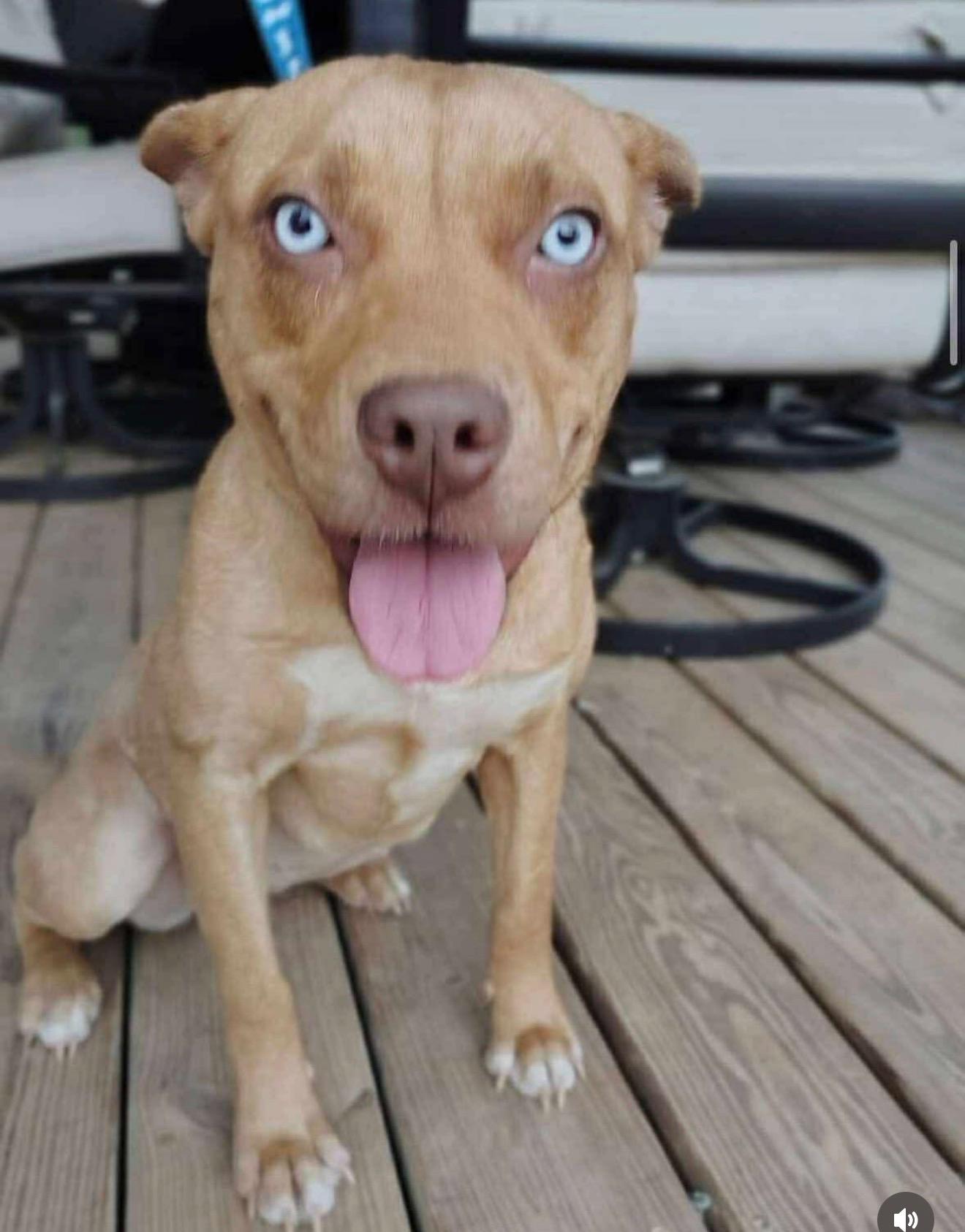 Dora, ADOPTABLE, Young Female Labrador Retriever.