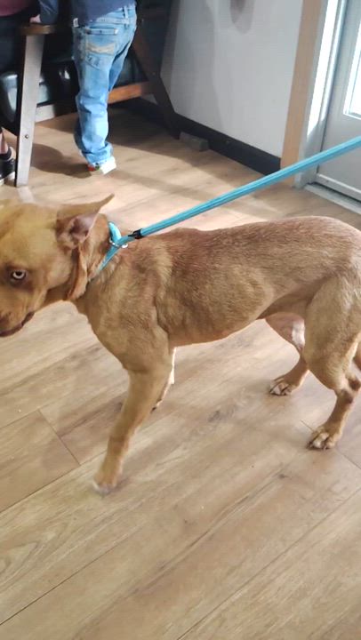 Enlarge Dora, a ADOPTABLE mixed breed in Commerce City, CO video 2/2