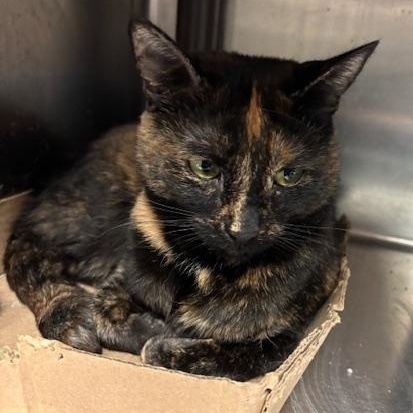 Fallon - The Queen Bee?, an adopted Domestic Short Hair in Braintree, MA image 2/6