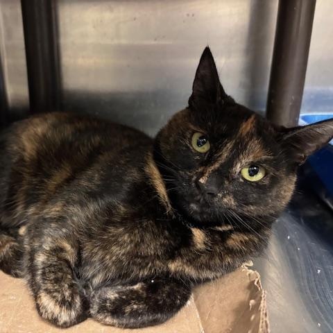 Fallon - The Queen Bee?, an adopted Domestic Short Hair in Braintree, MA image 3/6