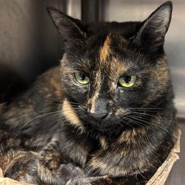 Fallon - The Queen Bee?, an adopted Domestic Short Hair in Braintree, MA image 4/6