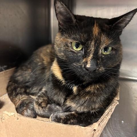 Fallon - The Queen Bee?, an adopted Domestic Short Hair in Braintree, MA image 5/6