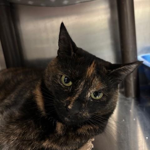 Fallon - The Queen Bee?, an adopted Domestic Short Hair in Braintree, MA image 6/6