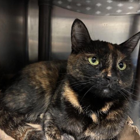 Fallon - The Queen Bee?, adopted, Adult Female Domestic Short Hair.