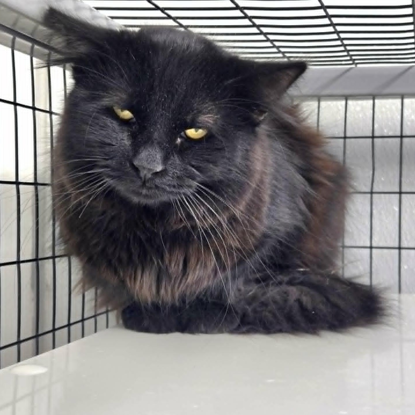 Enlarge Ellison, a ADOPTABLE Domestic Medium Hair in Watertown, WI image 3/3