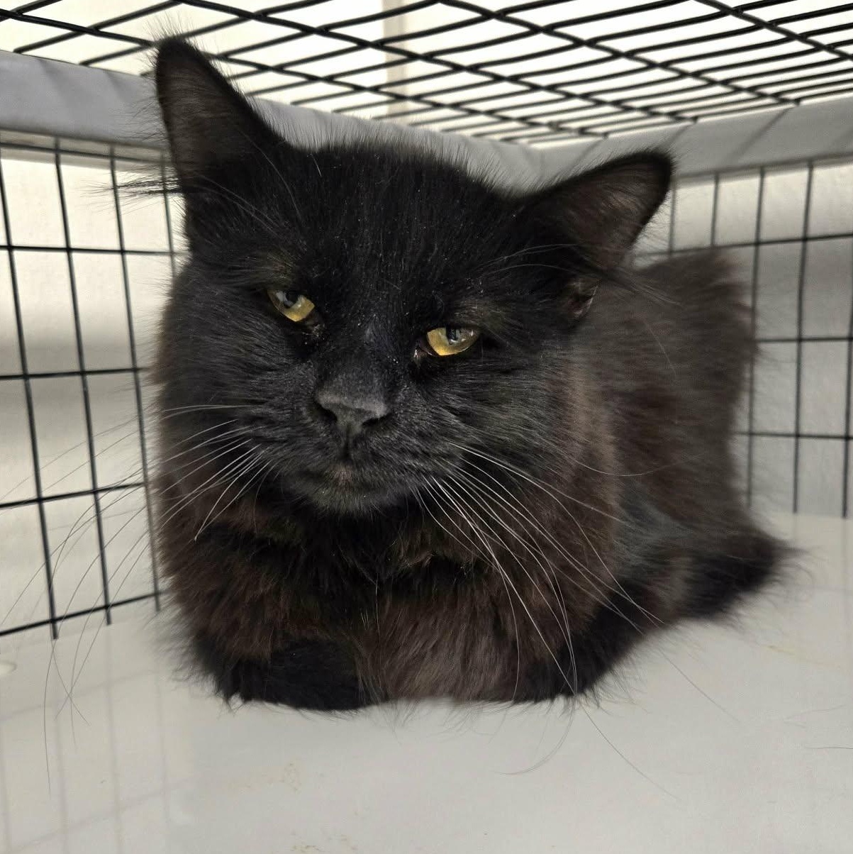 Enlarge Ellison, a ADOPTABLE Domestic Medium Hair in Watertown, WI image 2/3