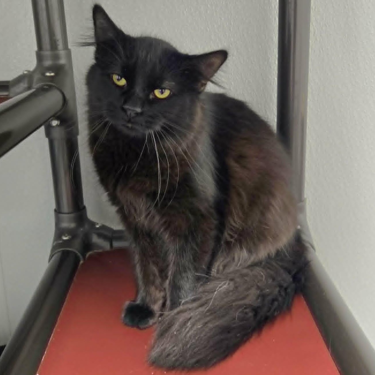 Enlarge Ellison, a ADOPTABLE Domestic Medium Hair in Watertown, WI image 1/3