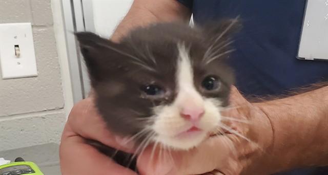 ALLSPICE, Adoptable, Kitten Male Domestic Short Hair.