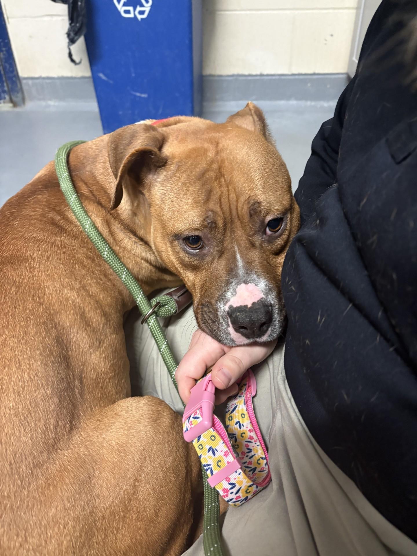 Enlarge Sissy Bean, a ADOPTABLE American Staffordshire Terrier in Ashland, VA image 3/3