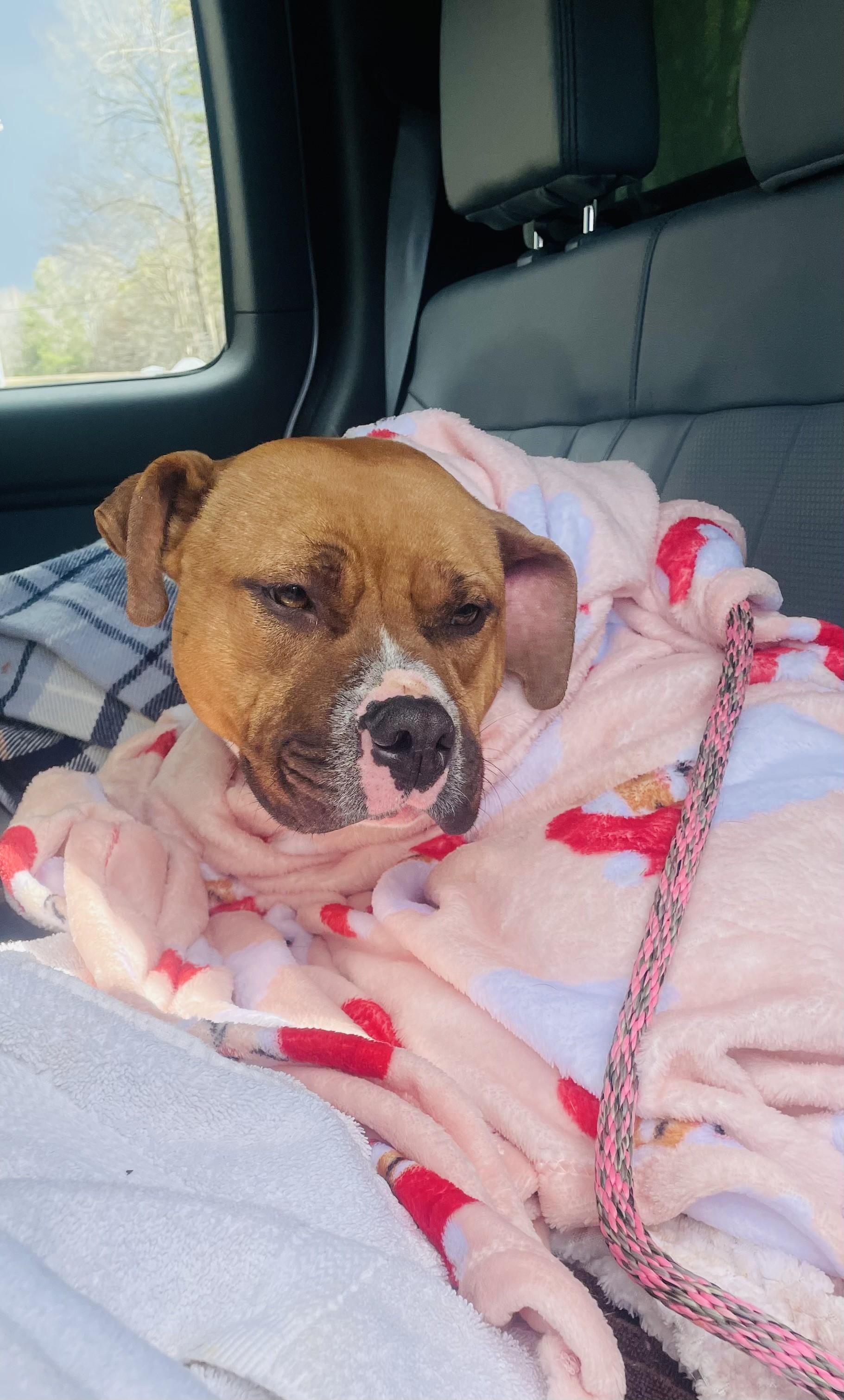 Sissy Bean, ADOPTABLE, Adult Female American Staffordshire Terrier.