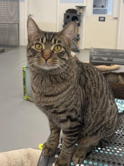Tobey Maguire, Adoptable, Kitten Male Domestic Short Hair & Domestic Short Hair.