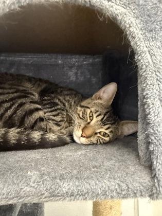 Tobey Maguire, Adoptable, Kitten Male Domestic Short Hair & Domestic Short Hair.