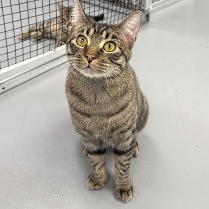 Enlarge Tobey Maguire, a Adoptable mixed breed in Mount Pleasant, IA image 2/3