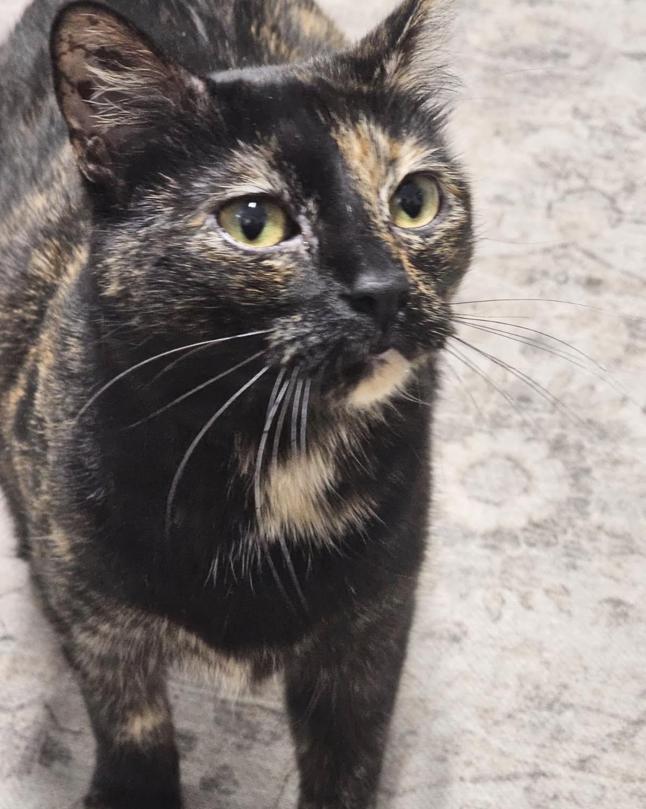 Rosita, Adopted, Adult Female Domestic Short Hair.