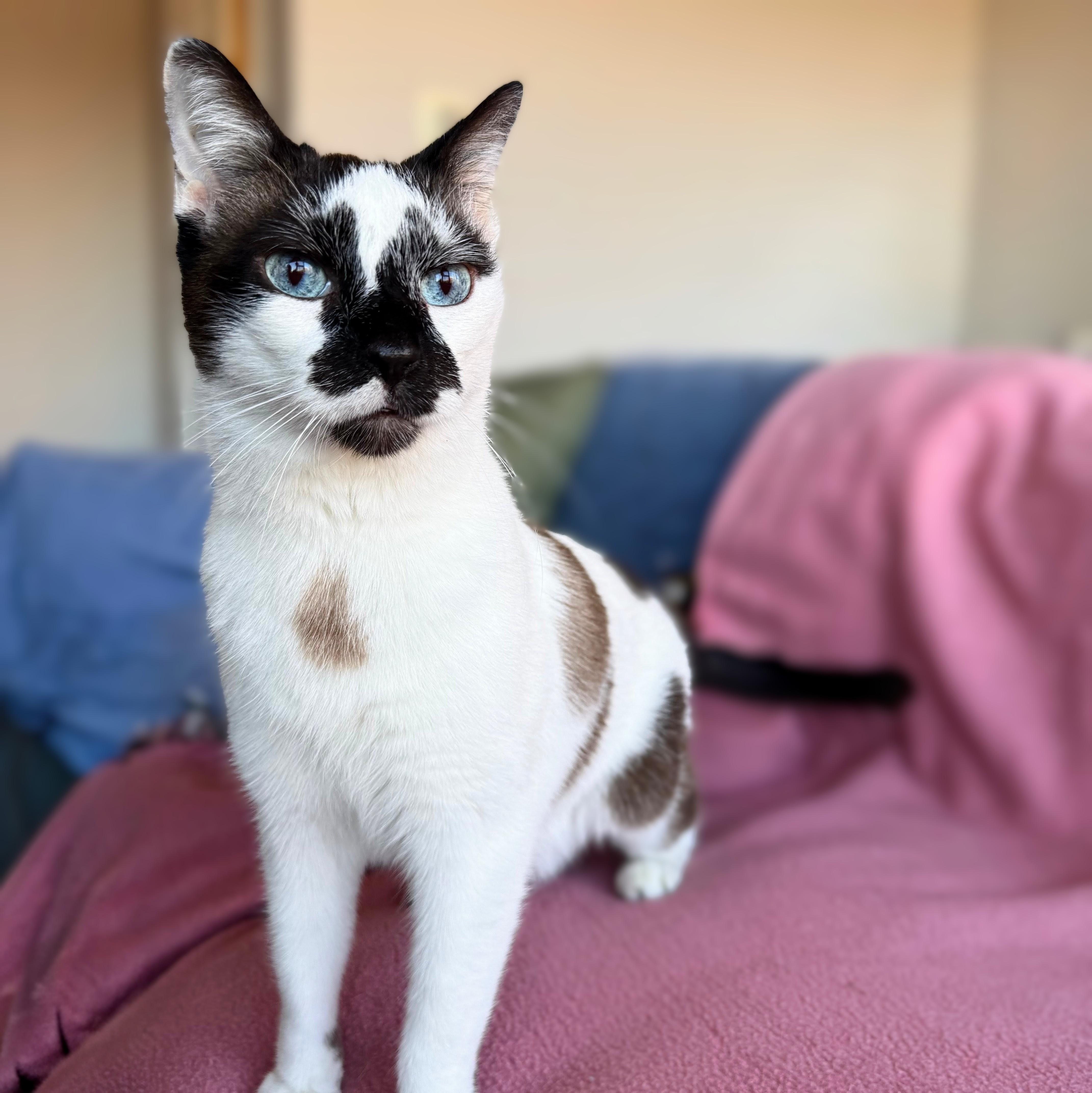 Enlarge Andy, an adopted Snowshoe in Chicago, IL image 6/6