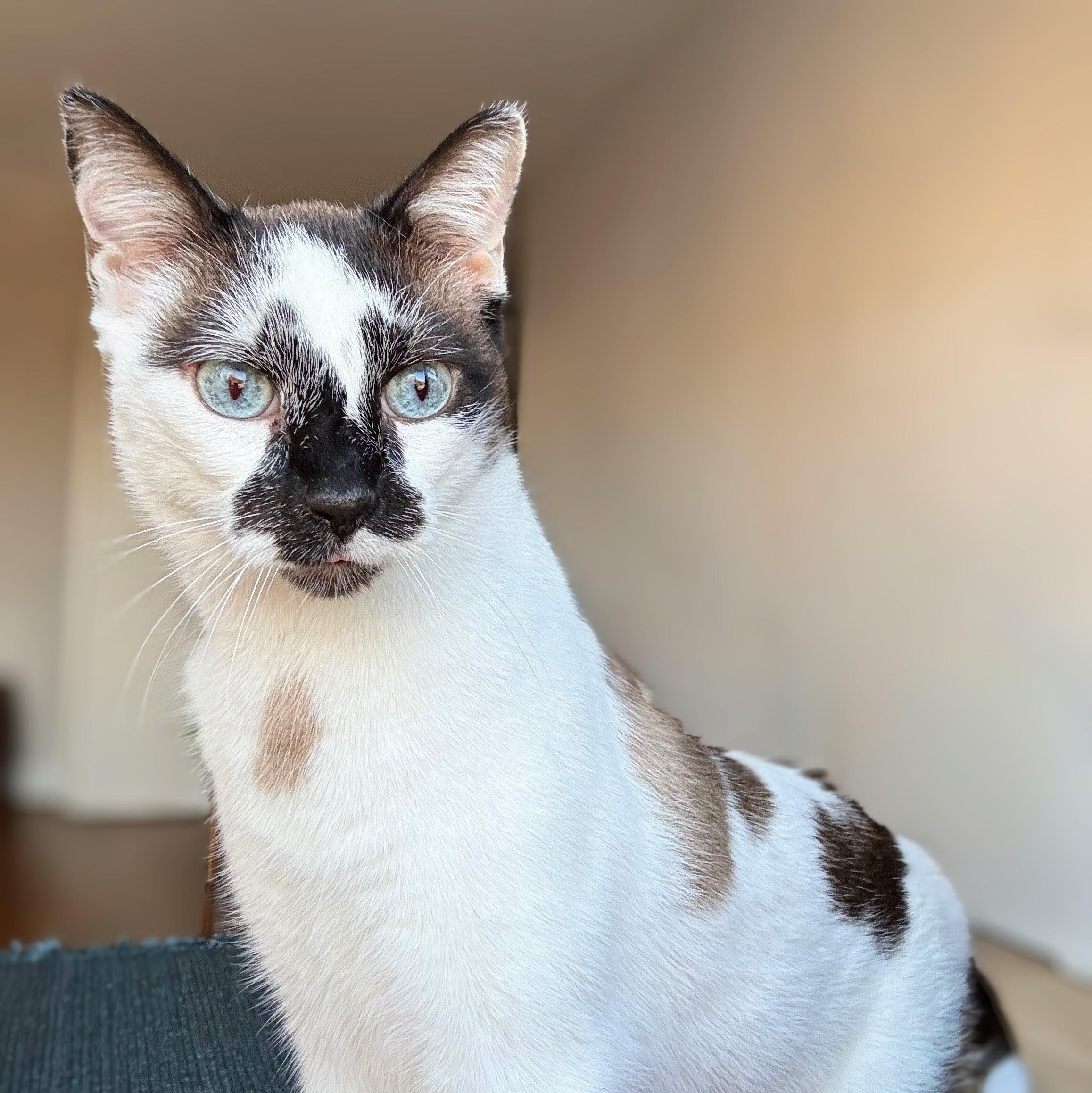 Enlarge Andy, an adopted Snowshoe in Chicago, IL image 3/6