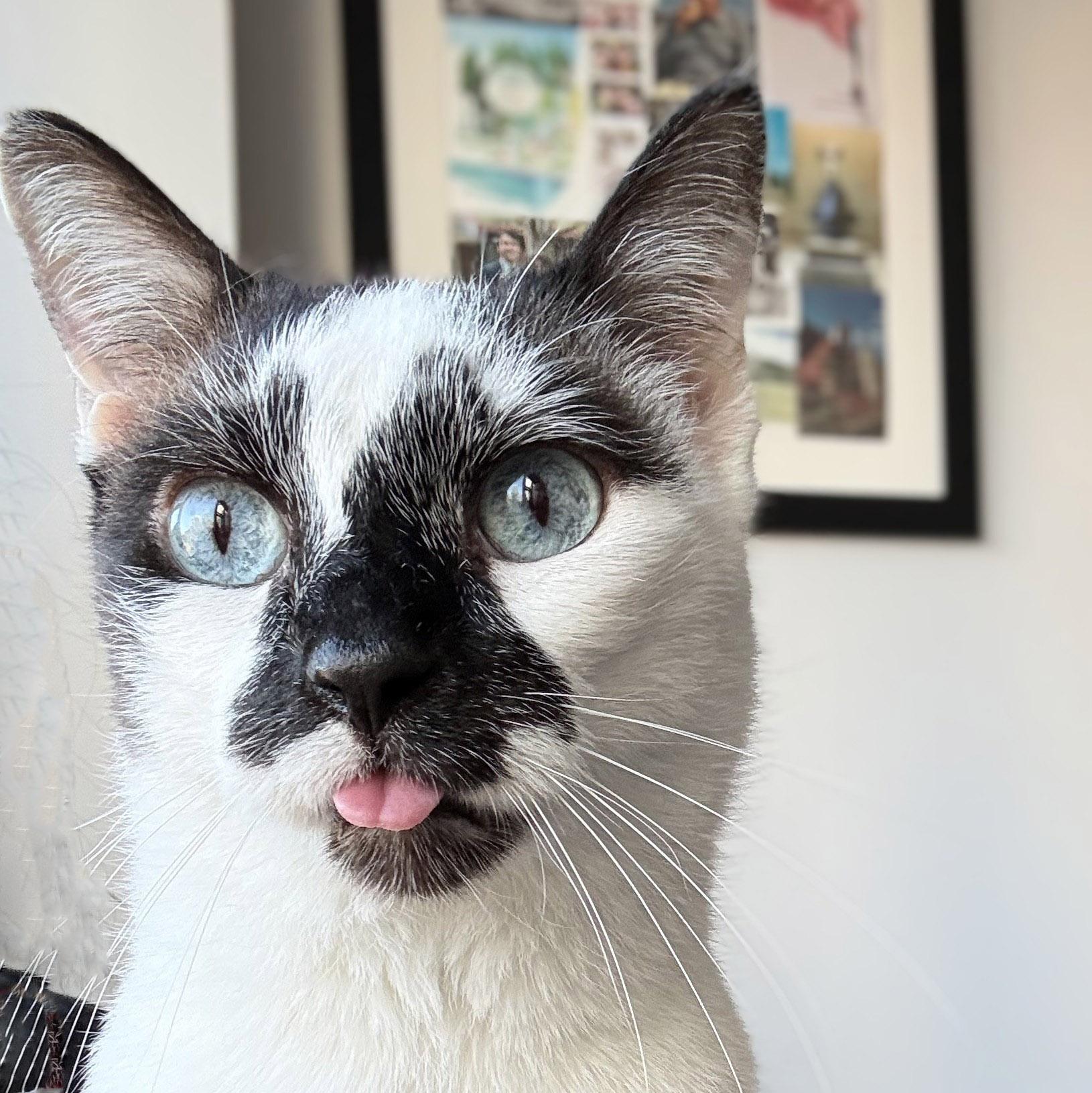 Enlarge Andy, an adopted Snowshoe in Chicago, IL image 1/6