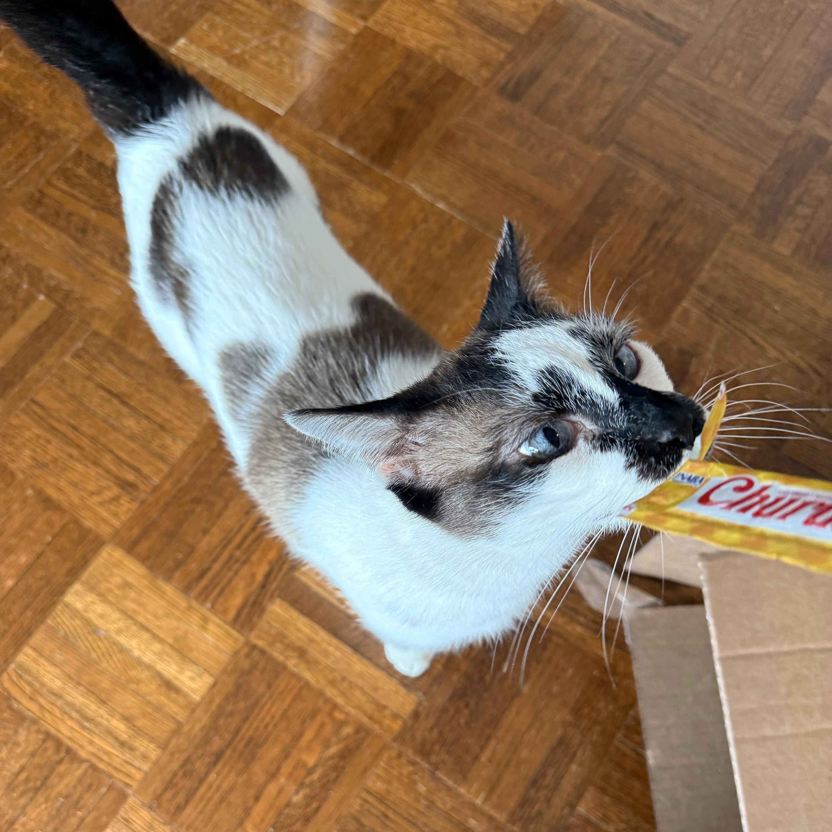 Enlarge Andy, an adopted Snowshoe in Chicago, IL image 5/6