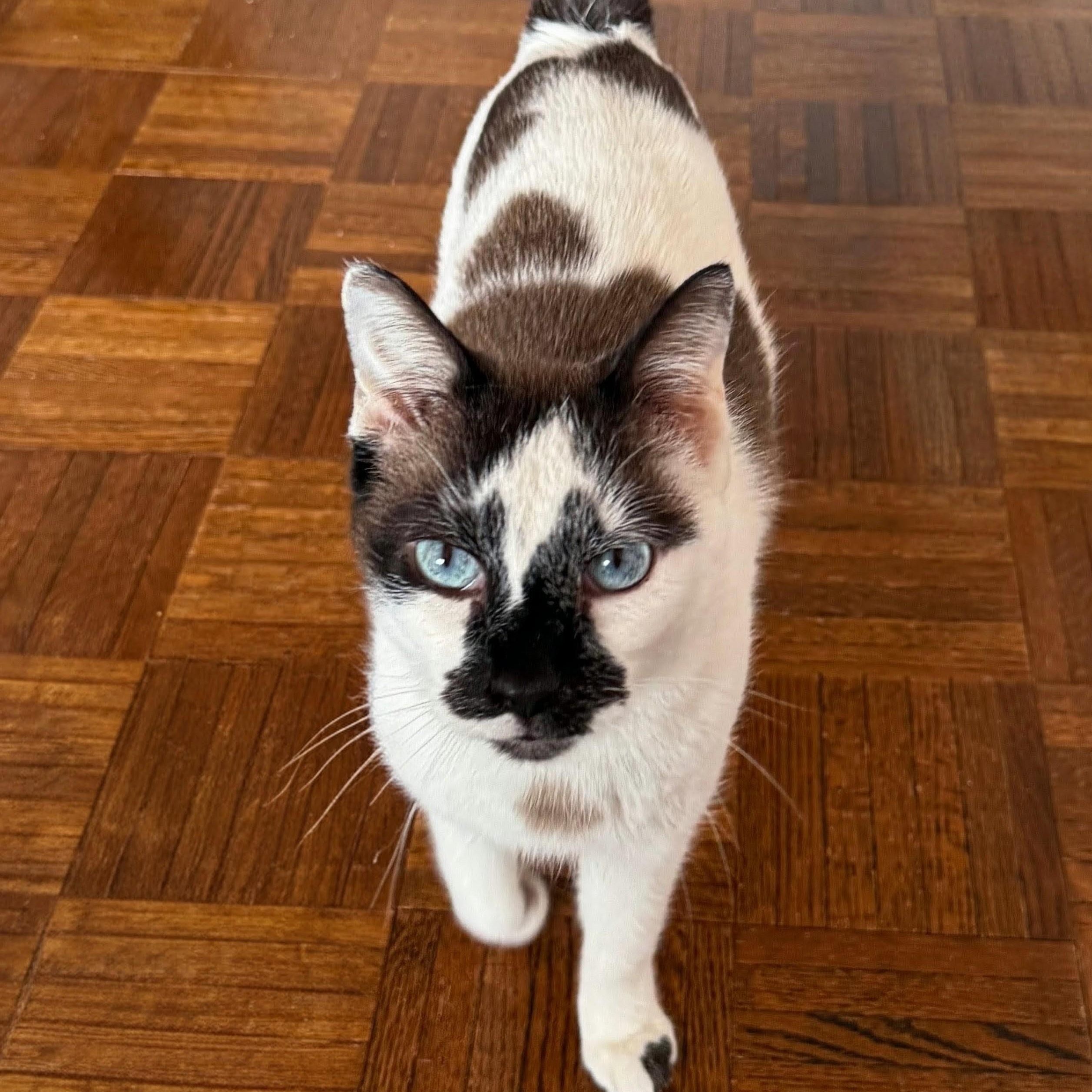 Enlarge Andy, an adopted Snowshoe in Chicago, IL image 2/6