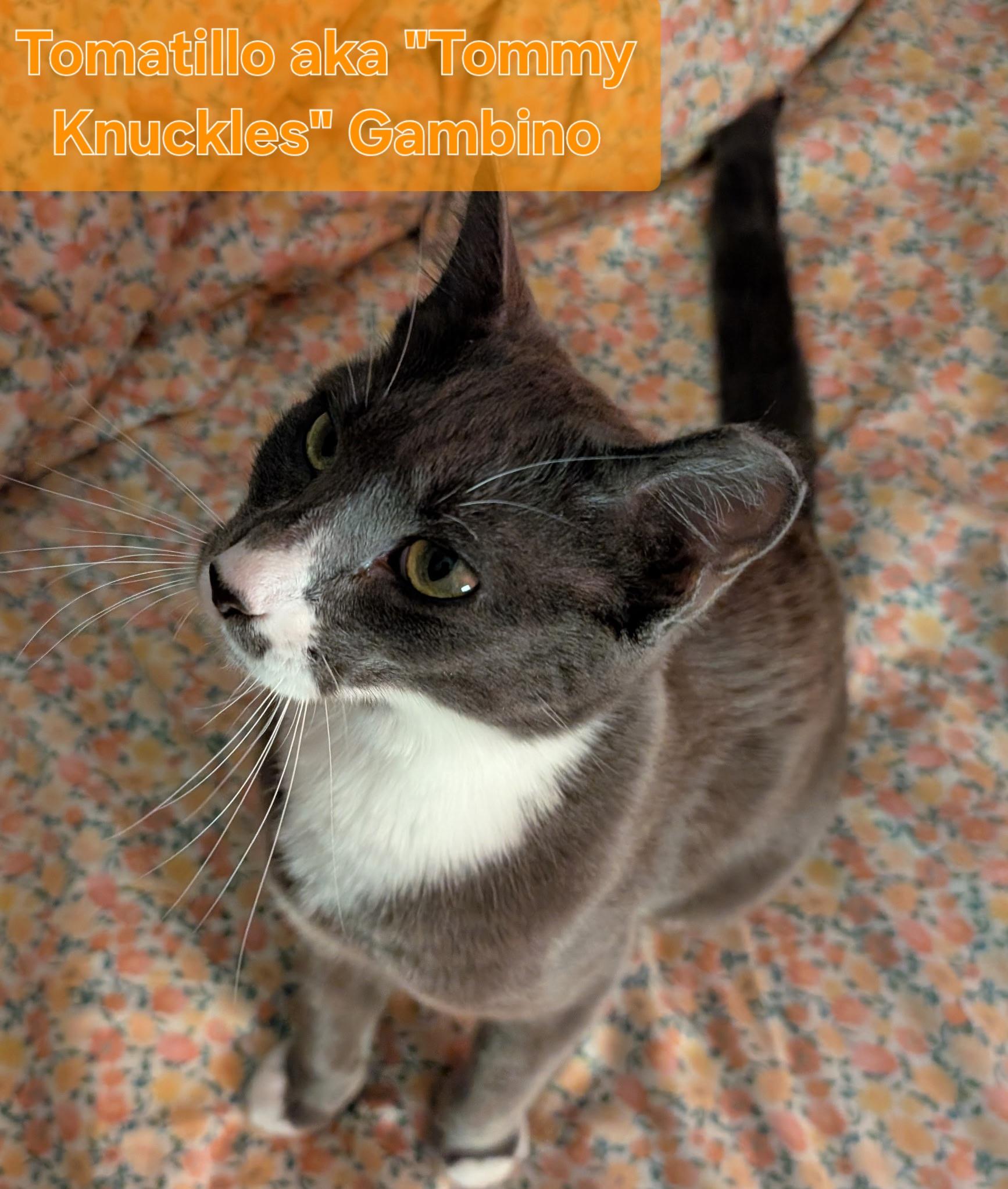 Enlarge Tomatillo aka "Tommy Knuckles" Gambino, an adopted mixed breed in Albuquerque, NM image 1/1