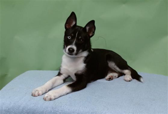 HONEY, Adoptable, Young Female Siberian Husky.