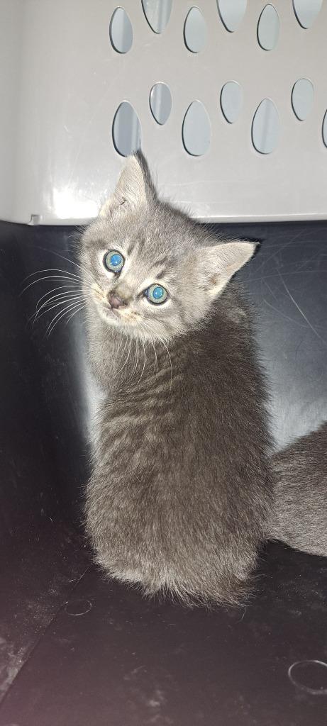 Wagner, Adoptable, Kitten Male Domestic Short Hair.