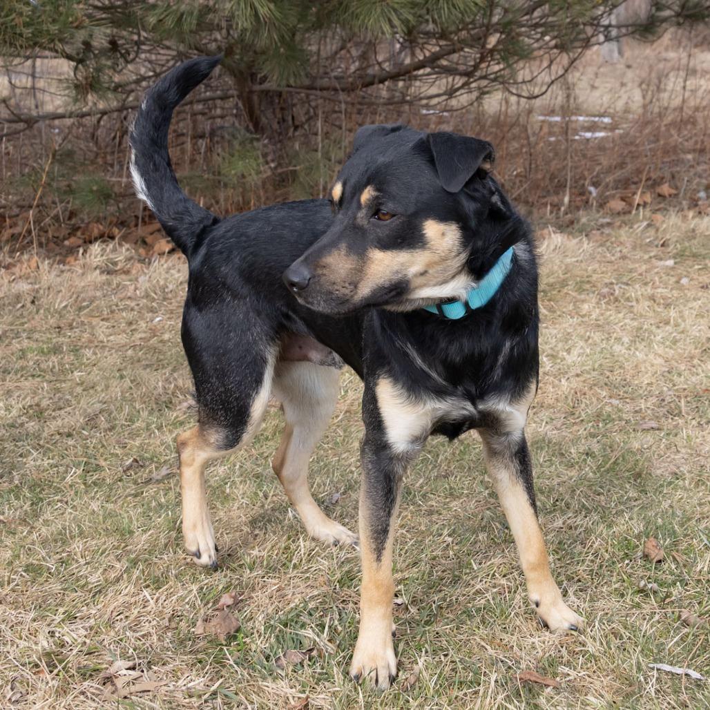 Jax, Adoptable, Adult Male Cattle Dog.