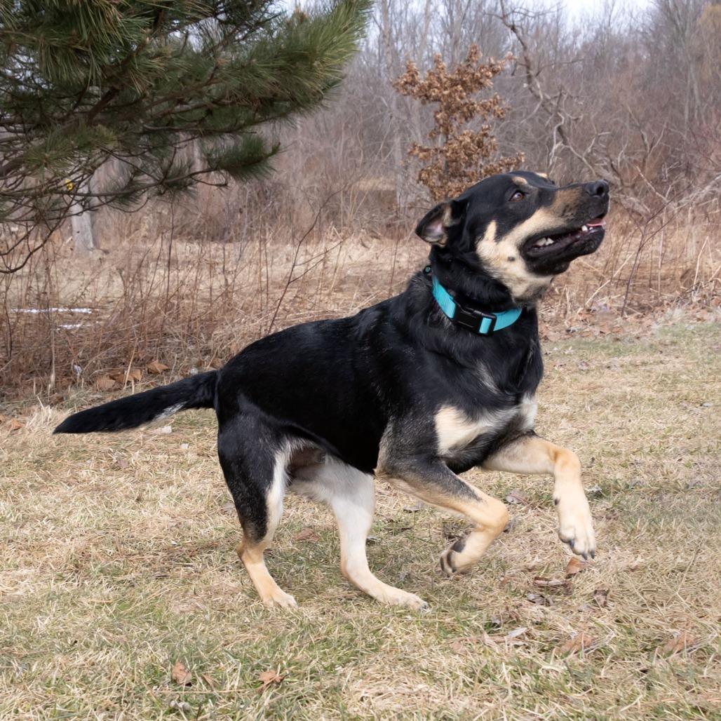 Enlarge Jax, a Adoptable mixed breed in Erie, PA image 2/6