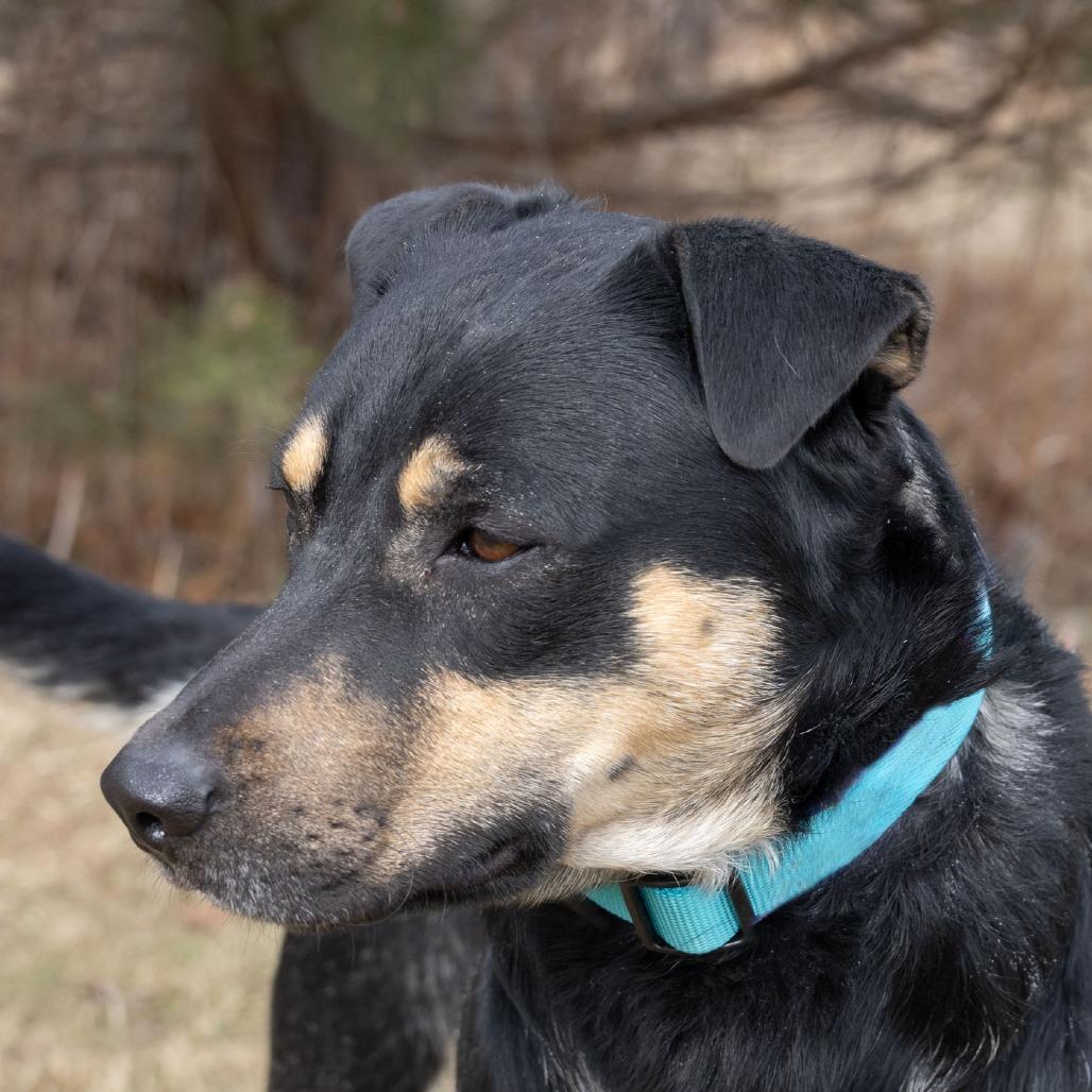 Enlarge Jax, a Adoptable mixed breed in Erie, PA image 3/6