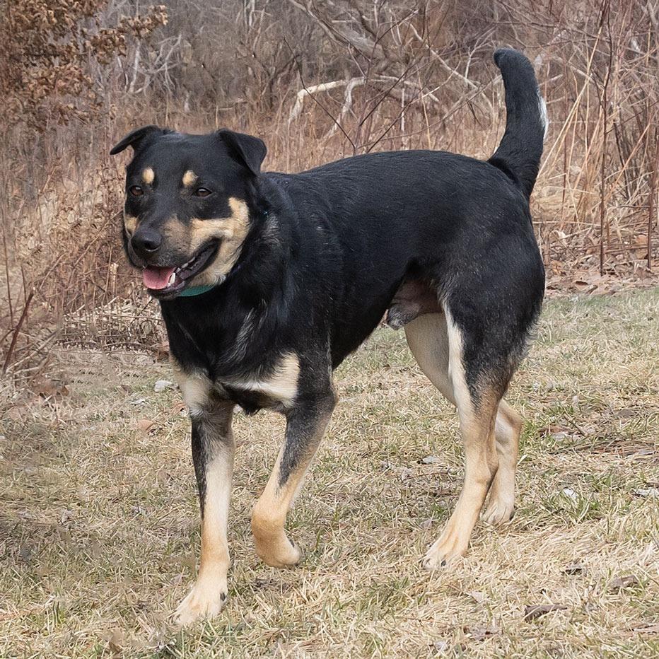 Enlarge Jax, a Adoptable mixed breed in Erie, PA image 4/6