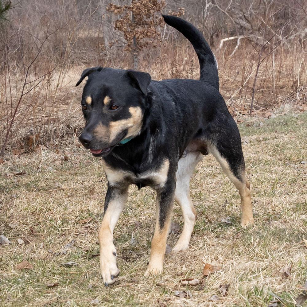 Enlarge Jax, a Adoptable mixed breed in Erie, PA image 5/6