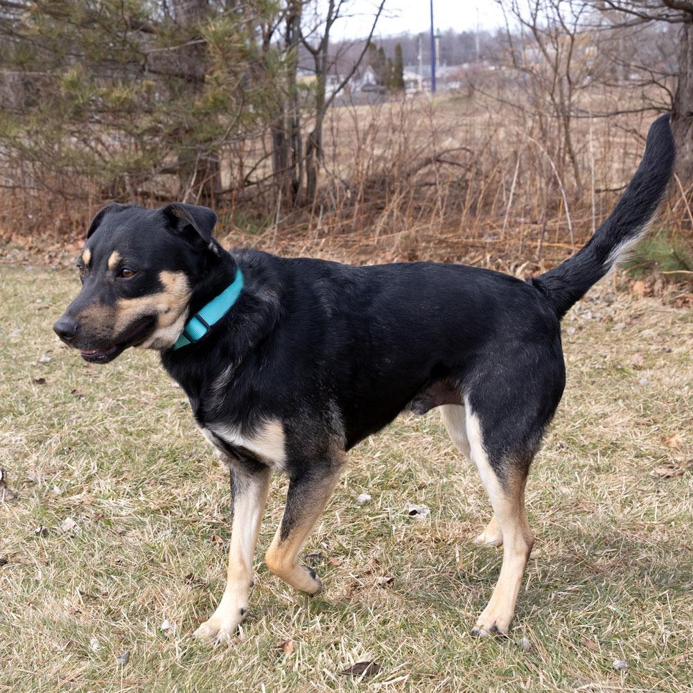 Enlarge Jax, a Adoptable mixed breed in Erie, PA image 6/6