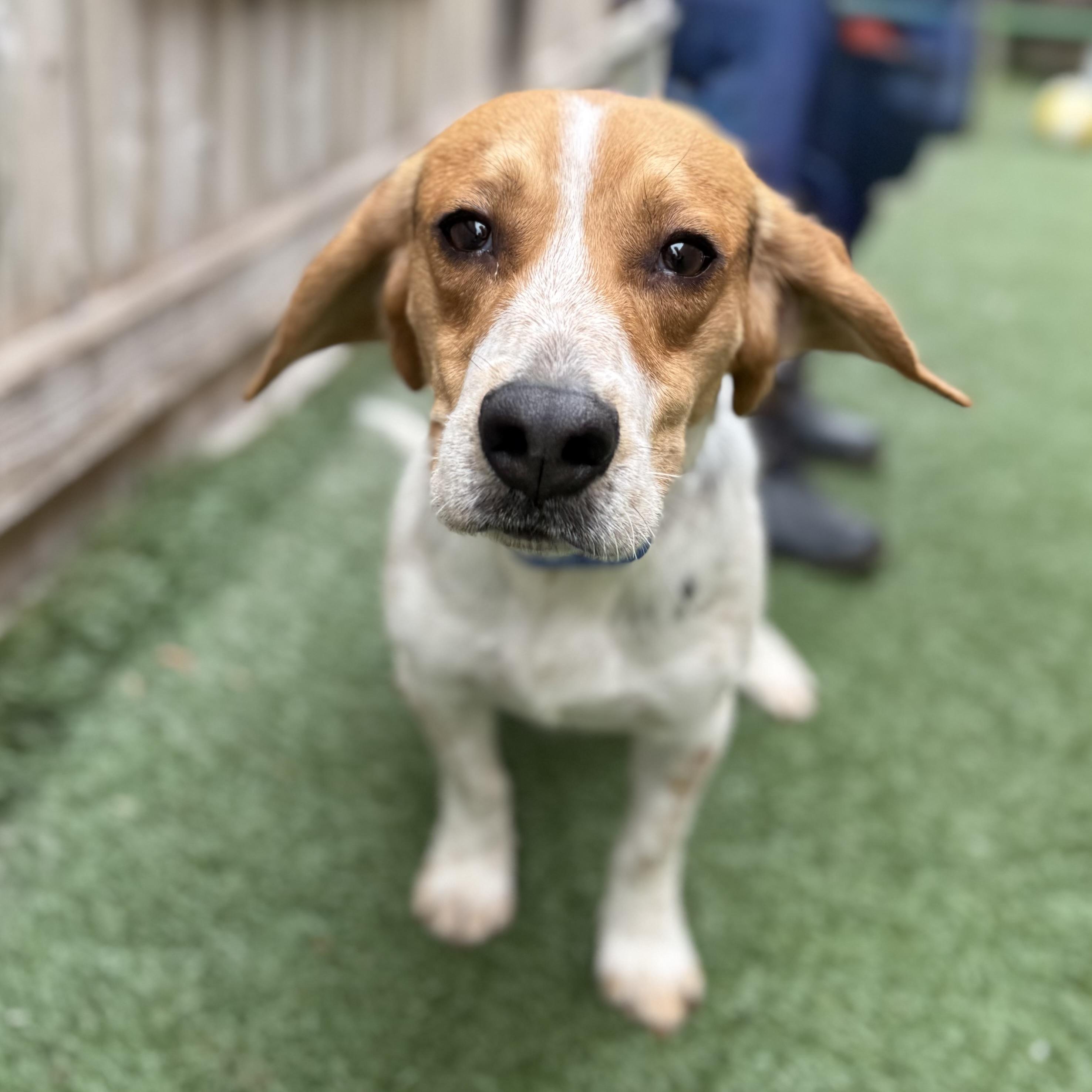 Dude, an adoptable mixed breed in Itasca, IL image 2/4