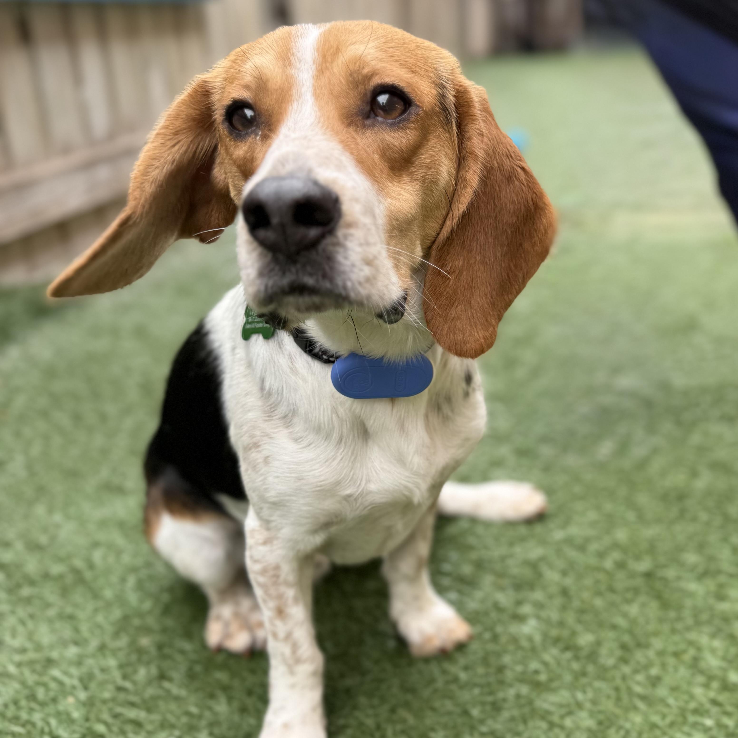 Dude, adoptable, Young Male Beagle.