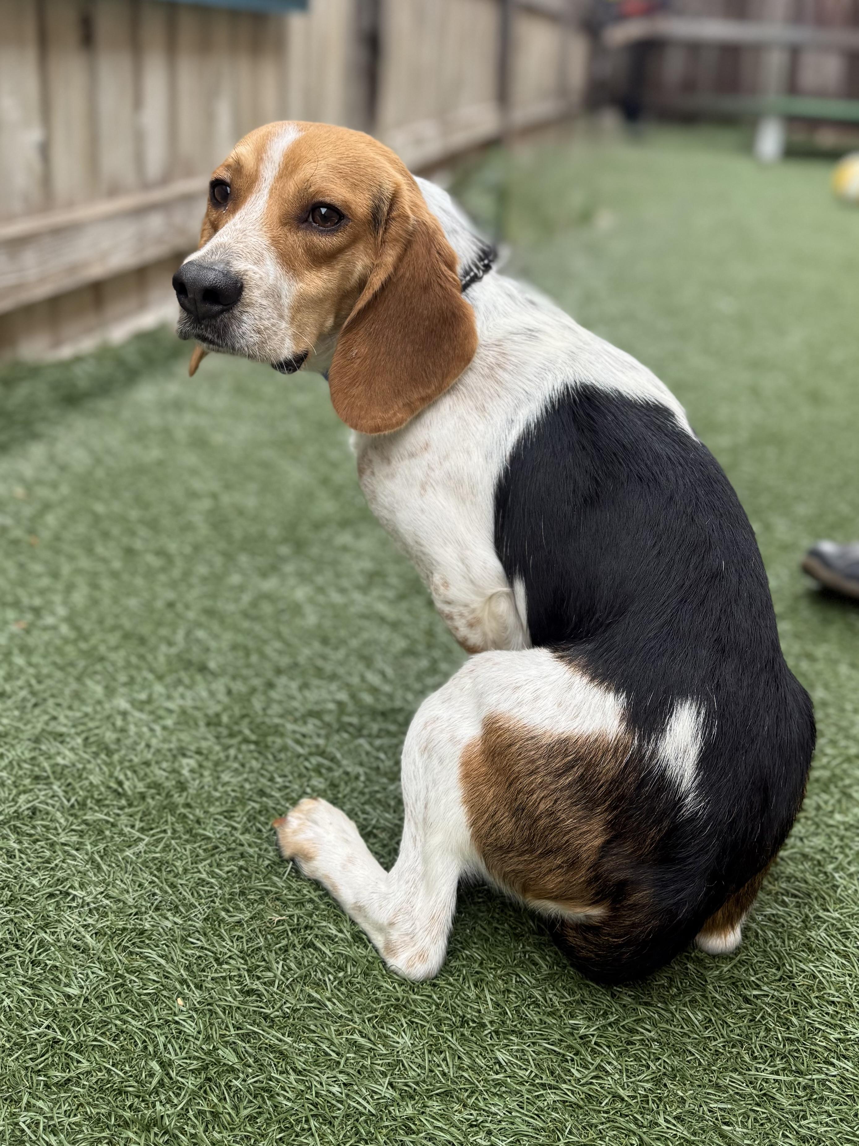 Dude, an adoptable mixed breed in Itasca, IL image 4/4