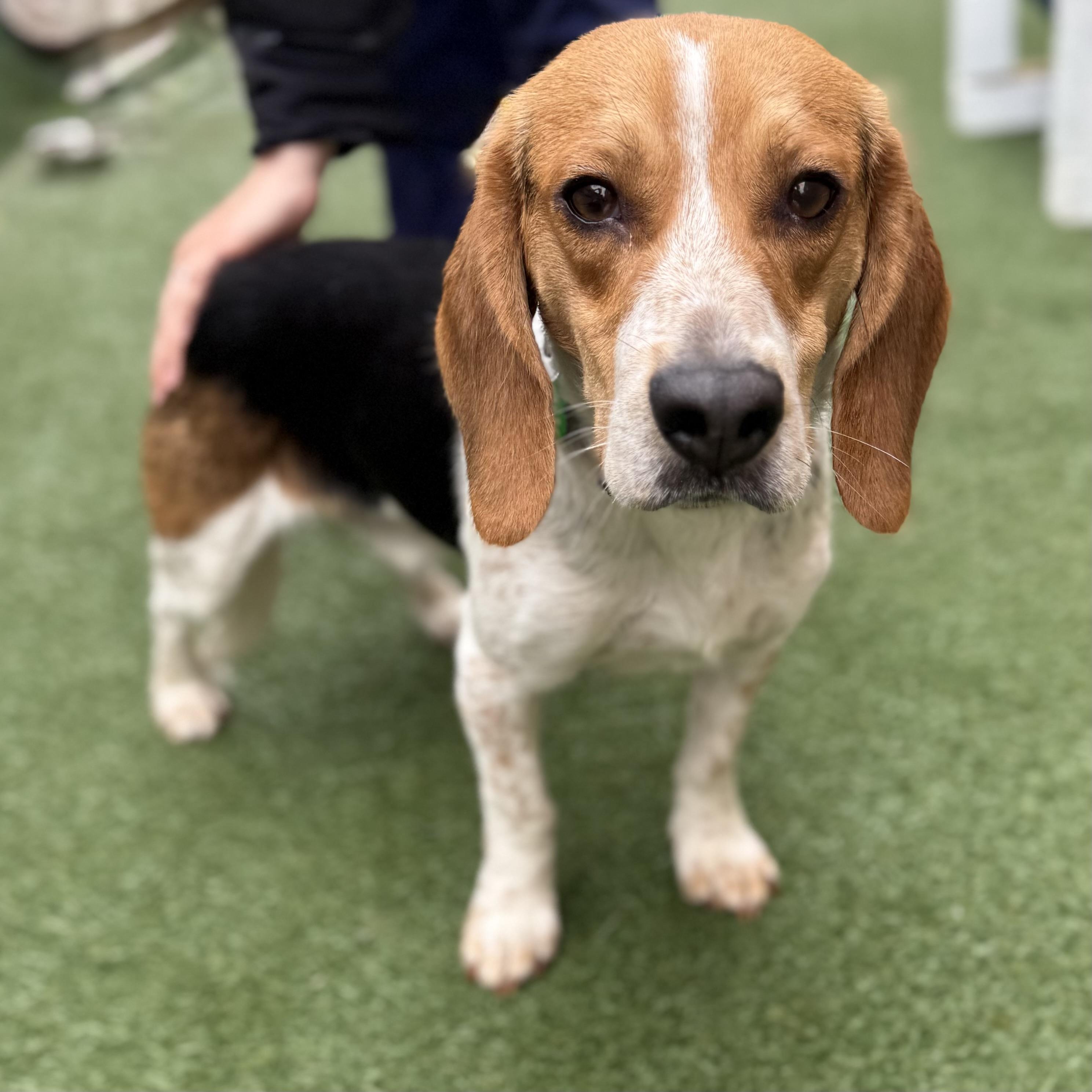 Dude, an adoptable mixed breed in Itasca, IL image 3/4