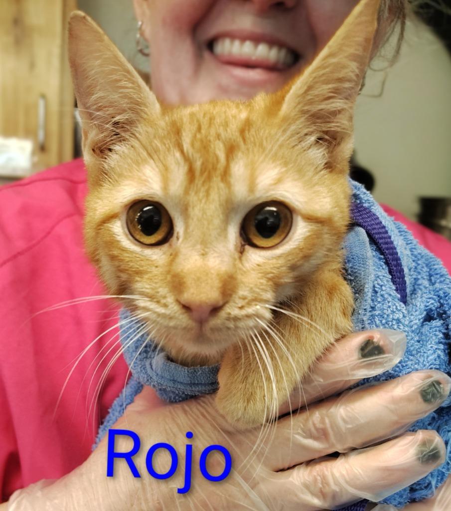 Rojo, Adopted, Young Male Domestic Short Hair.