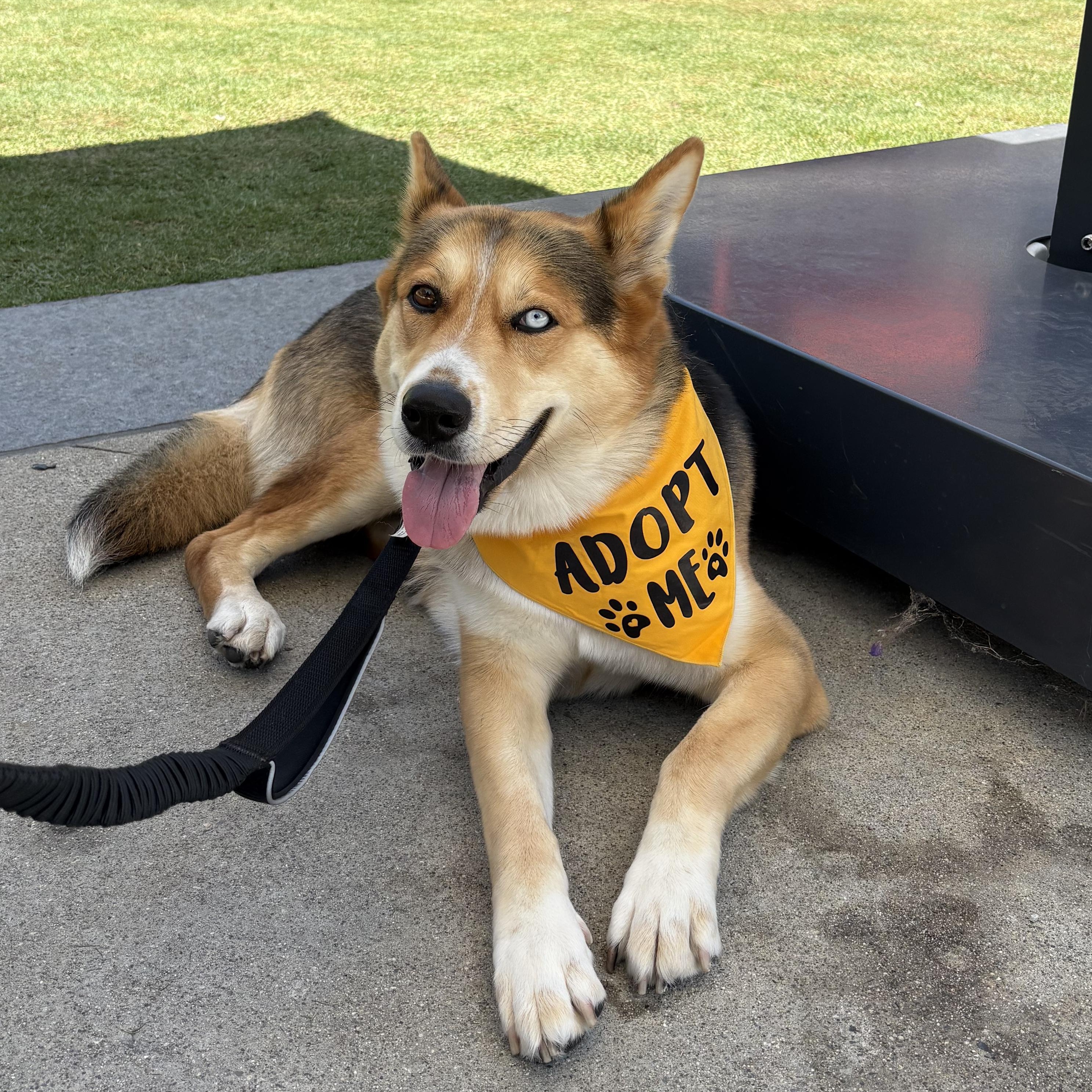 Delilah, a ADOPTABLE mixed breed in Burbank, CA image 2/5