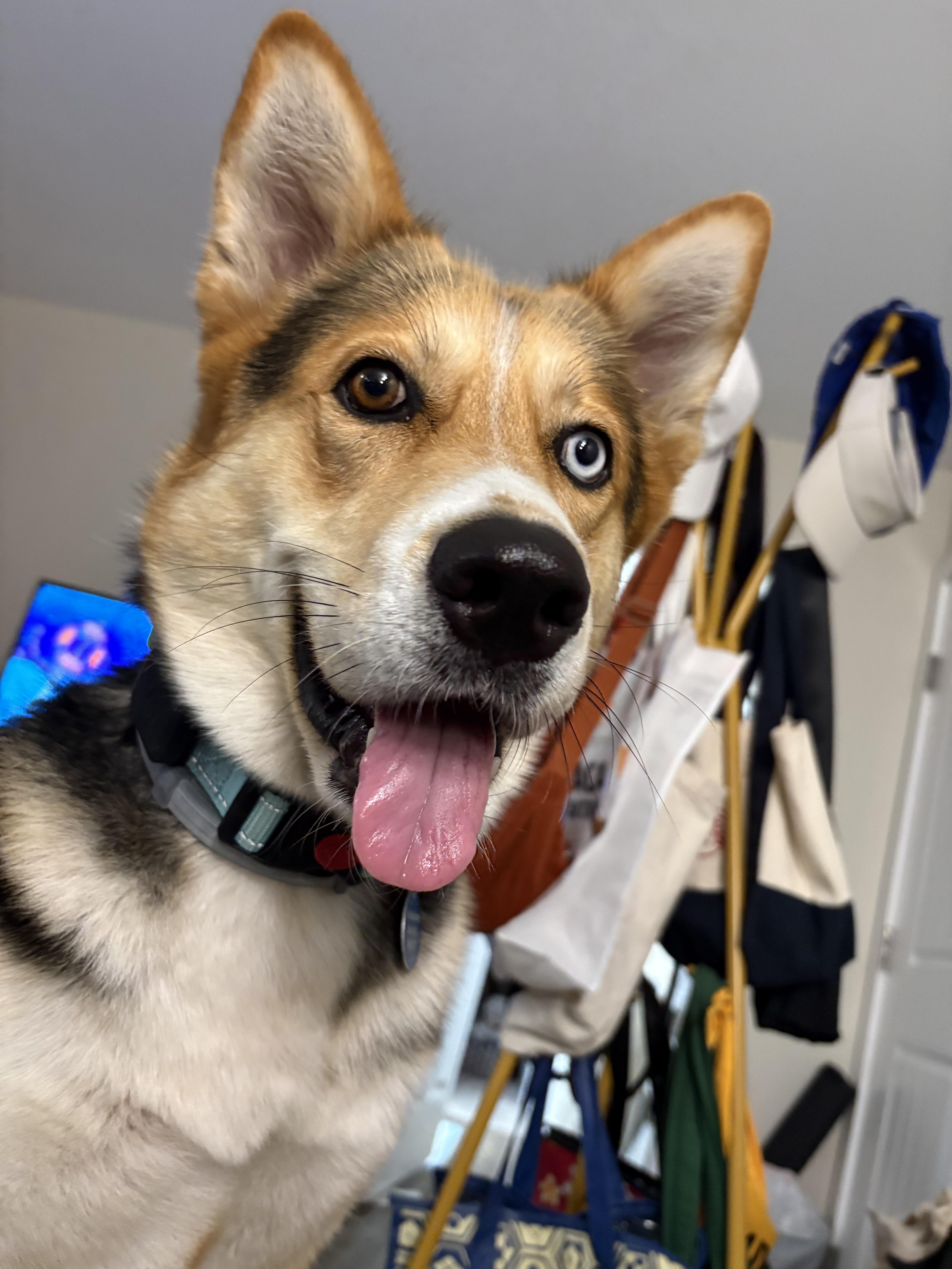 Delilah, a ADOPTABLE mixed breed in Burbank, CA image 4/5