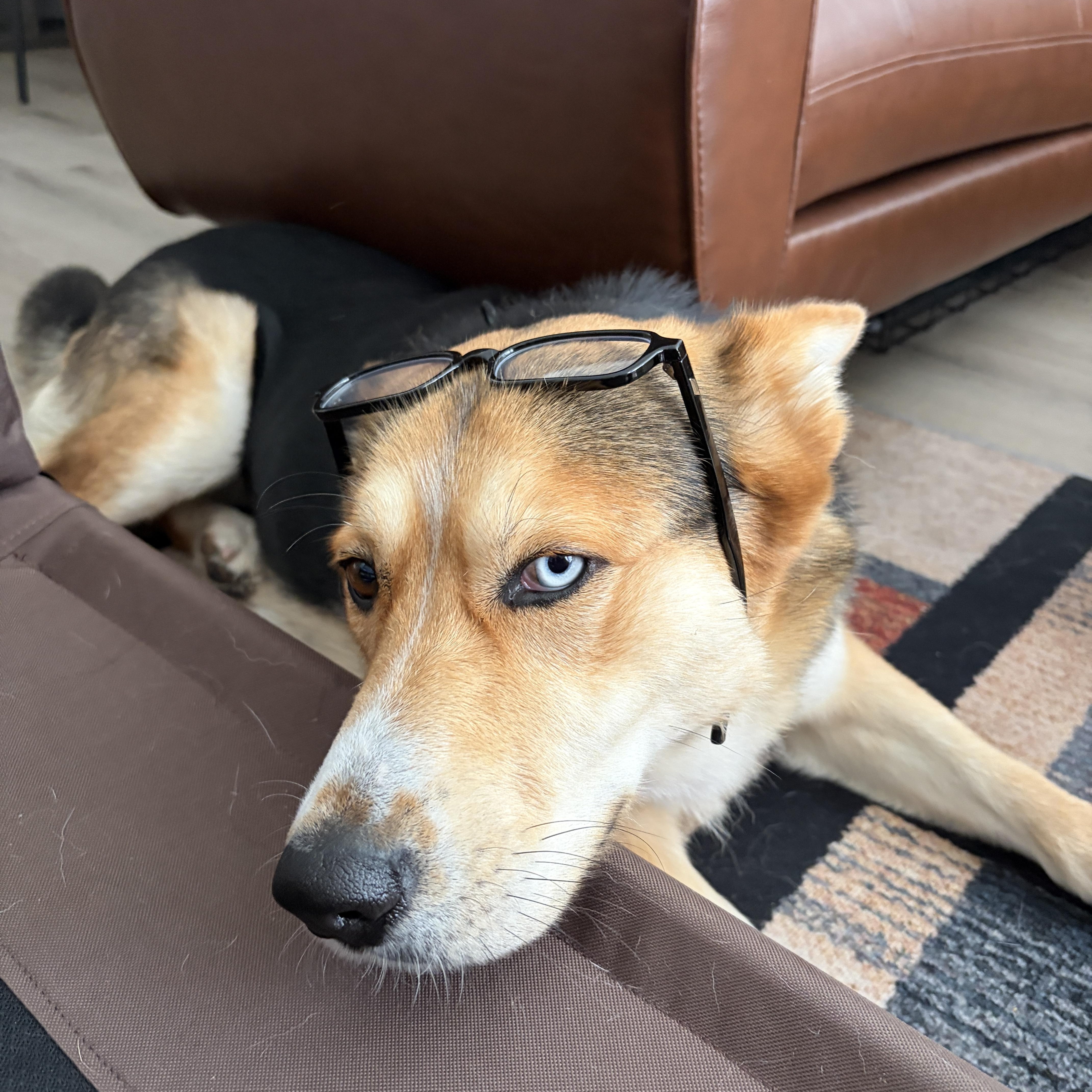 Delilah, a ADOPTABLE mixed breed in Burbank, CA image 5/5