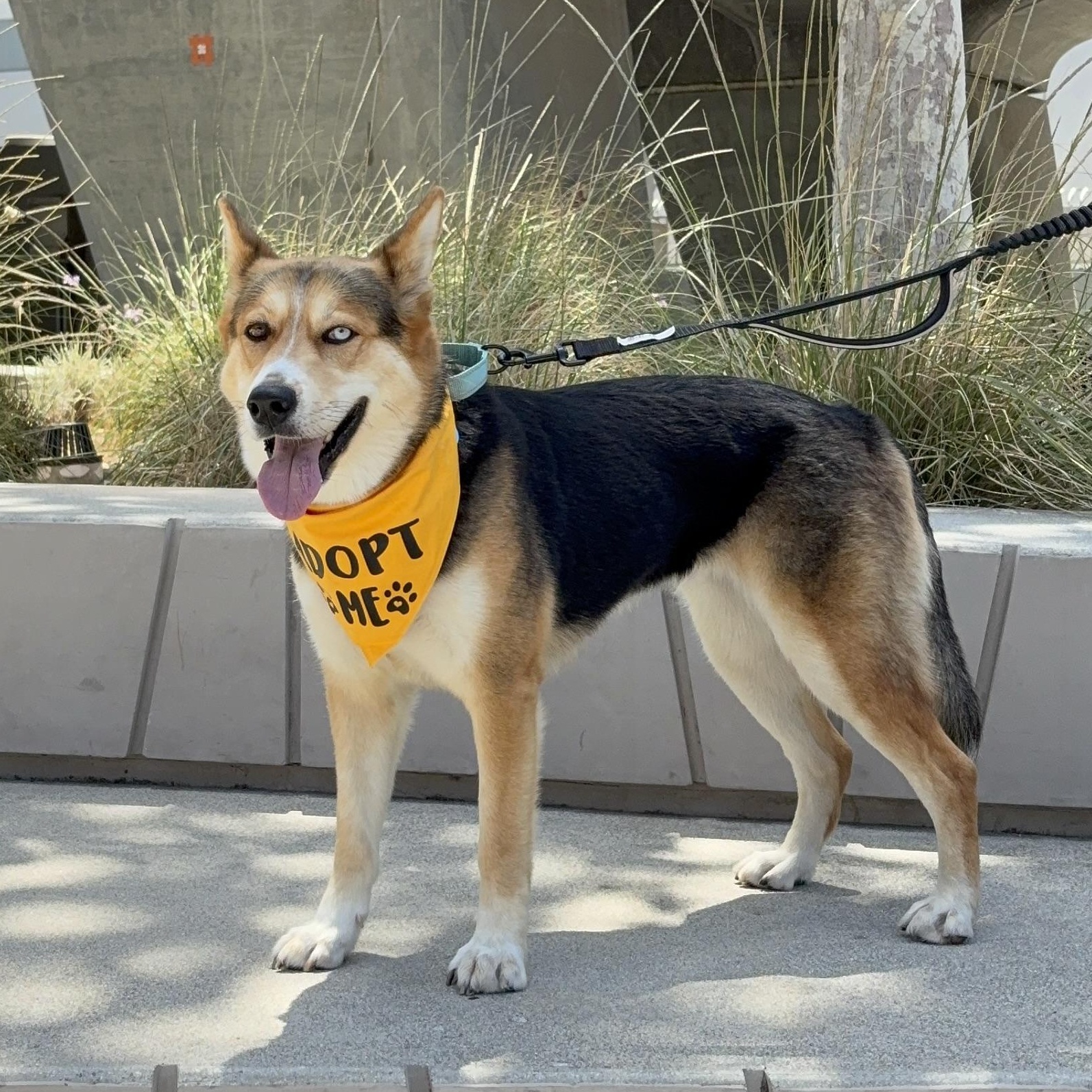 Delilah, a ADOPTABLE mixed breed in Burbank, CA image 3/5