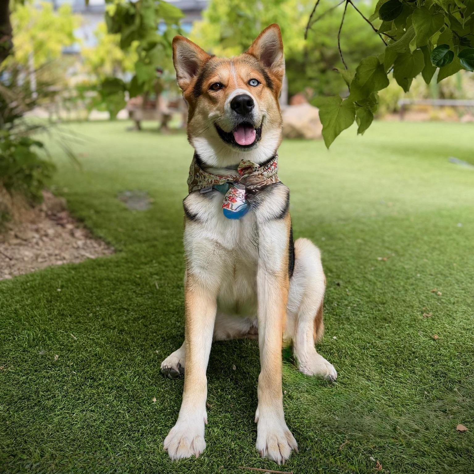 Delilah, ADOPTABLE, Adult Female Cattle Dog & Husky.