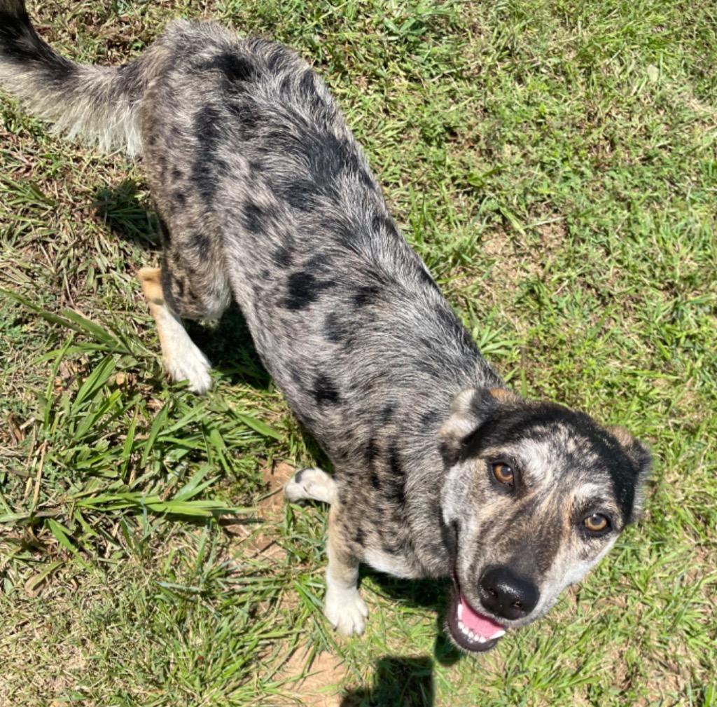 Enlarge Kali, a Adoptable mixed breed in Batesville, AR image 1/1