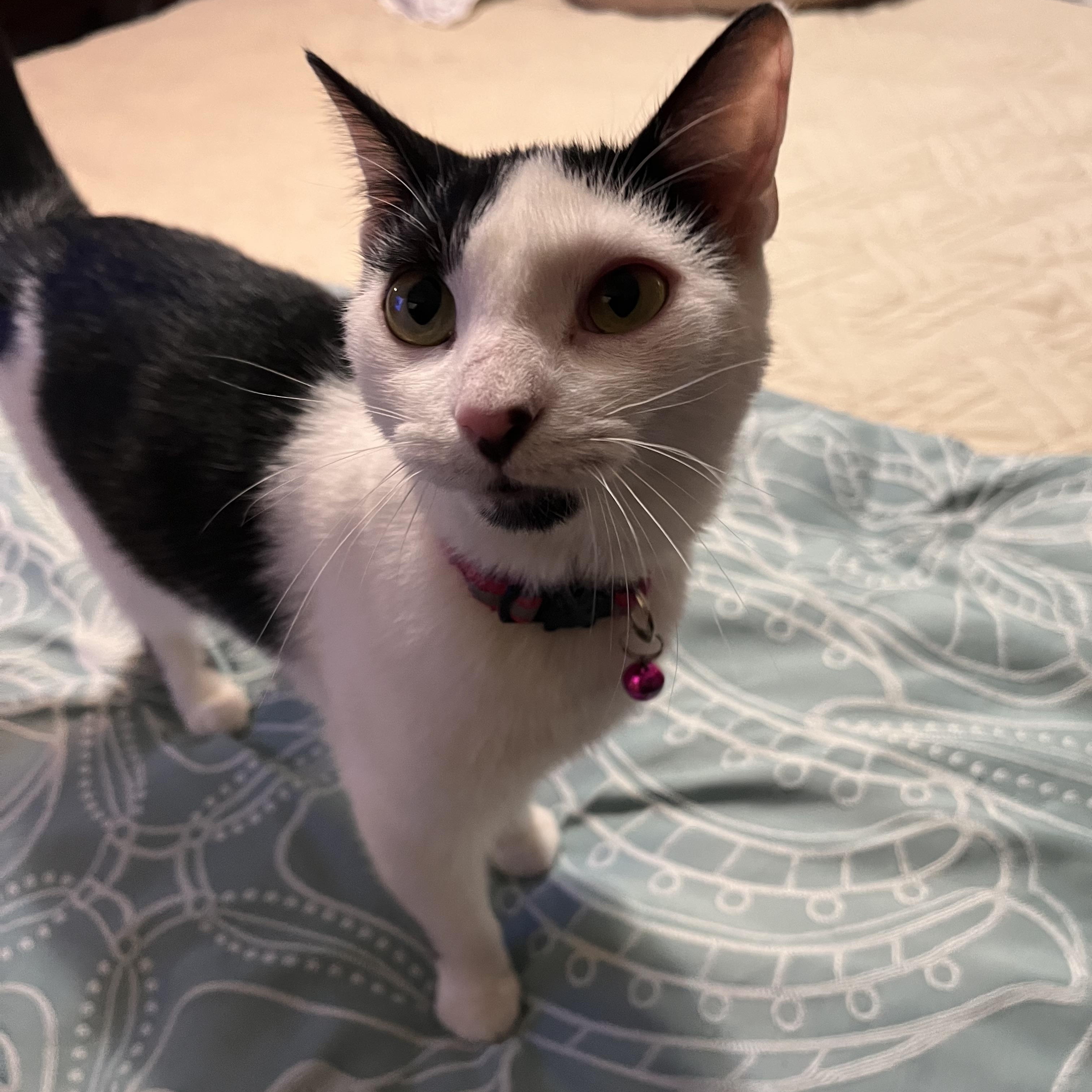 Pogo, Adoptable, Young Male Domestic Short Hair.